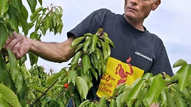 Les producteurs de fruits et légumes manquent cruellement de main d'oeuvre saisonnière, conséquence de l'épidémie liée au coronavirus et des fermetures de frontières qui en découlent.