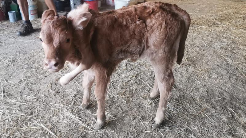 Un veau à 6 pattes, né dans une exploitation agricole d'Aveyron