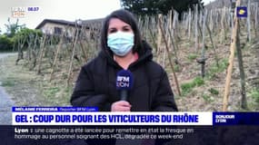 Épisode de gel: coup dur pour les viticulteurs du Rhône