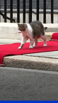 Royaume-Uni: le chat Larry fête ses 15 ans à Downing Street