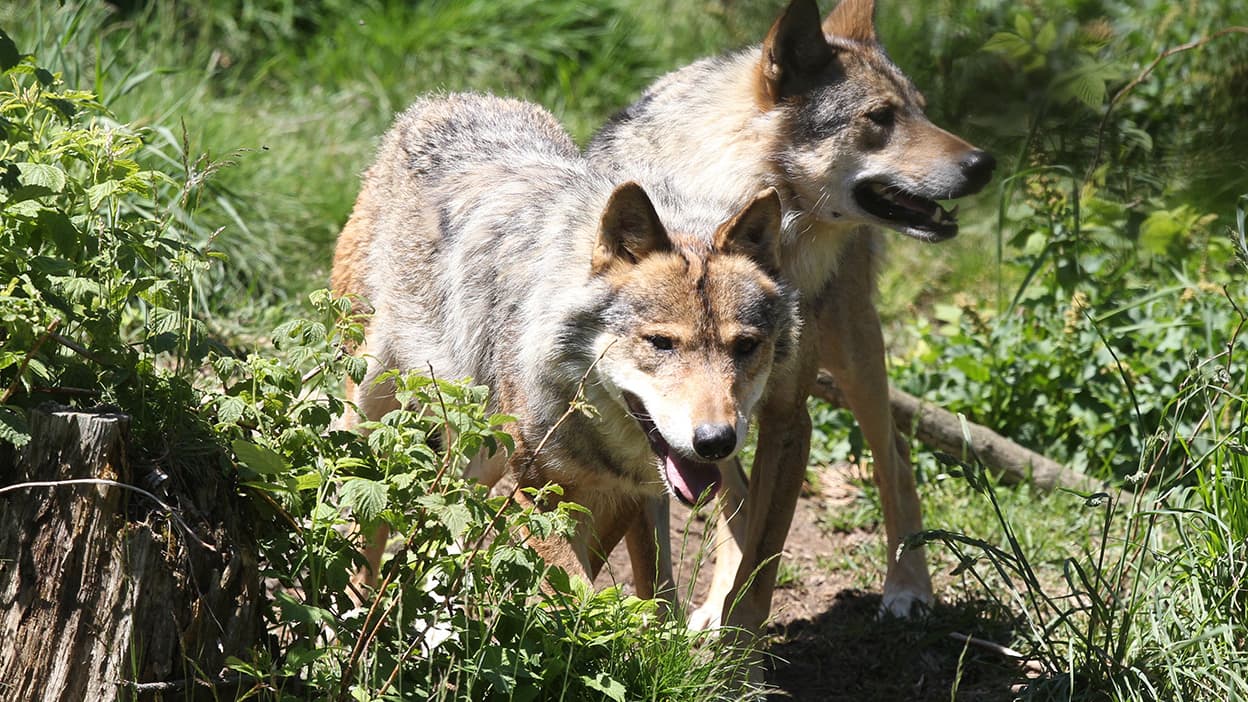 Le Loup Bien Présent Sur Les Versants Français Du Massif Du Jura