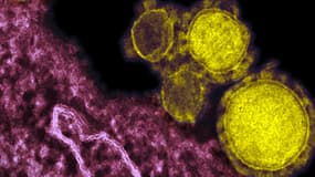 Un nouveau cas probable d'infection au coronavirus a été signalé à l'Institut de Veille Sanitaire