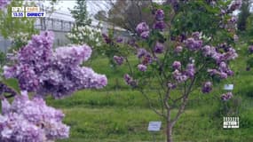 Action ! : Le Val-de-Marne, terre de fleurs