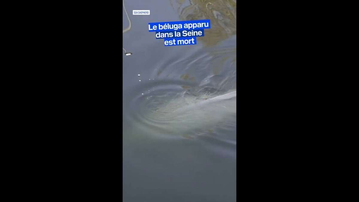 placeholder video