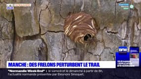 Manche: une vingtaine de personnes ont été piquées par des frelons lors d'un trail