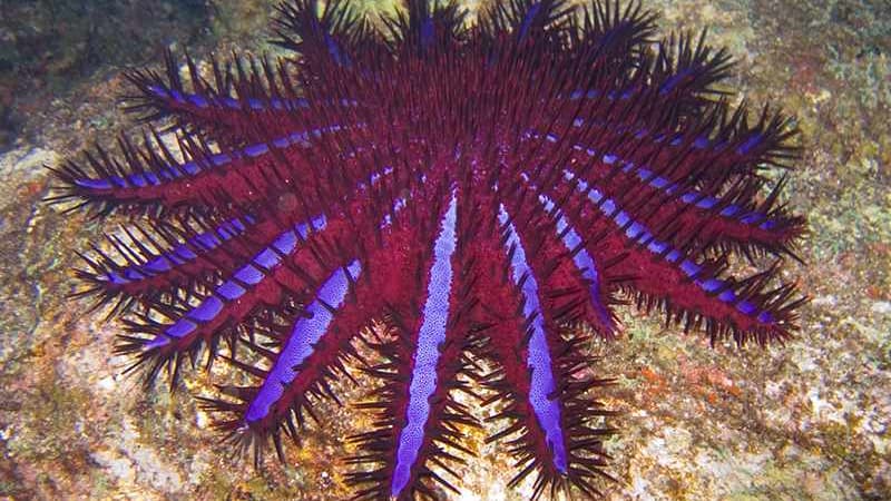 L'étoile de mer dite "couronne d'épines", ou Acanthaster planci, menace l'écosystème de la Grande barrière de corail, par sa prolifération.