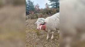 Un troupeau de brebis a été attaqué par des loups le week-end du 11 et 12 mars 2023 au Bersac.