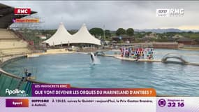 Marineland : que vont devenir les orques d'Antibes? 
