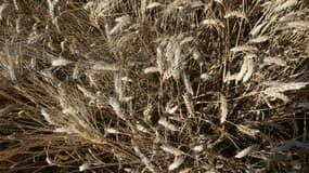Du blé prêt à être récolté dans un champ  de Jedaida, le 12 juin 2021 en Tunisie (photo d'illustration).