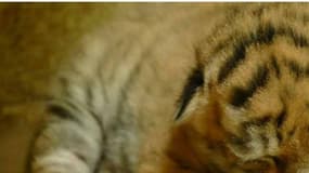 Un des bébés tigres, nouveau pensionnaire du Museum de la Citadelle de Besançon.