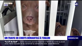 Toulon: six chiots maltraités retrouvés dans un appartement du quartier La Florane, une enquête ouverte