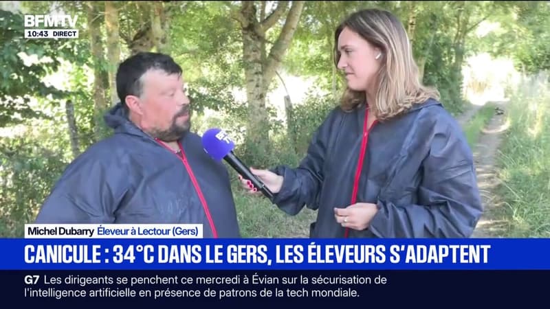Canicule: les éleveurs s'adaptent dans le Gers