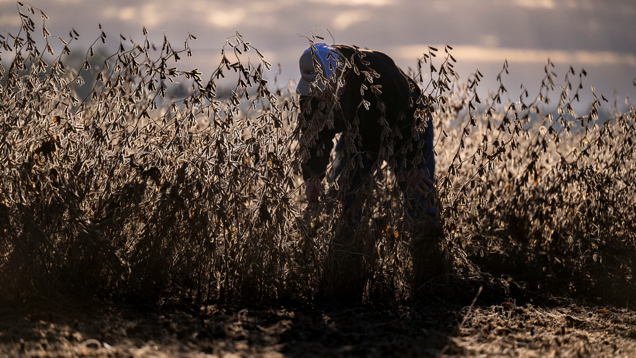 ILS AVAIENT VOTÉ POUR TRUMP, ILS SONT LES PREMIÈRES VICTIMES DE SA GUERRE COMMERCIALE: LES PRODUCTEURS AMÉRICAINS DE SOJA GLACÉS PAR LA FERMETURE DU MARCHÉ CHINOIS