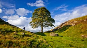 Le "Sycamore gap tree", l'arbre le plus célèbre d'Angleterre a été tronçonné en 2023