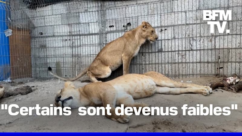 Gaza: les animaux du zoo sont aussi victimes du manque de nourriture