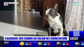 Des chiens normands en compétition  au Salon de l'agriculture