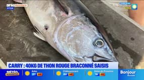 Carry: 40kg de thon rouge braconné saisis