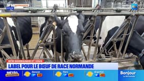 BFM Normandie et vous: un nouveau label pour le bœuf de race normande