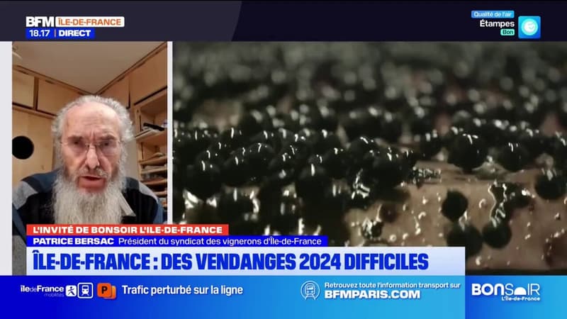 Des vendanges difficiles pour les vignerons franciliens en 2024