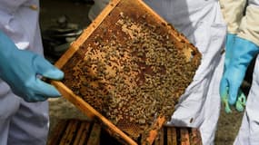 Des apiculteurs au travail (photo d'illustration)