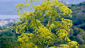 La "Ferula", découverte il y a une quarantaine d'années en Turquie, est aujourd'hui suspectée d'être du silphium, une plante disparue depuis 2000 ans. 