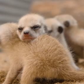 Ces bébés suricates sont nés dans une réserve naturelle en Australie 