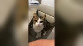 Zelda, l'un des chats récemment abattu dans un hameau du Castellet (Var).