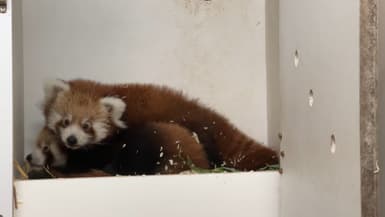Les pandas roux peuvent désormais être aperçus quelques minutes chaque jour dans leur enclos.