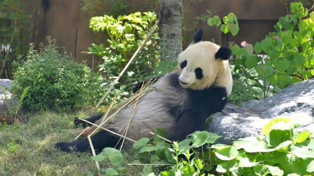 Photo fournie le 4 juin 2021 de la femelle panda géant Shin Shin le 10 mai 2021 au zoo d'Ueno à Tokyo.