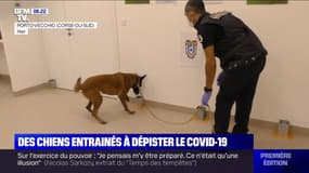 Des résultats prometteurs pour les chiens entraînés à dépister le Covid-19