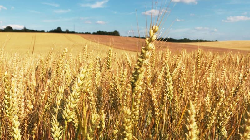Les rendements des champs de blés sont attendus en baisse de 30% pour 2016