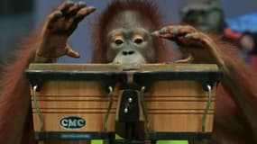 Un orang-outan jouant des percussions dans un zoo des environs de Bangkok, le 9 juillet 2015