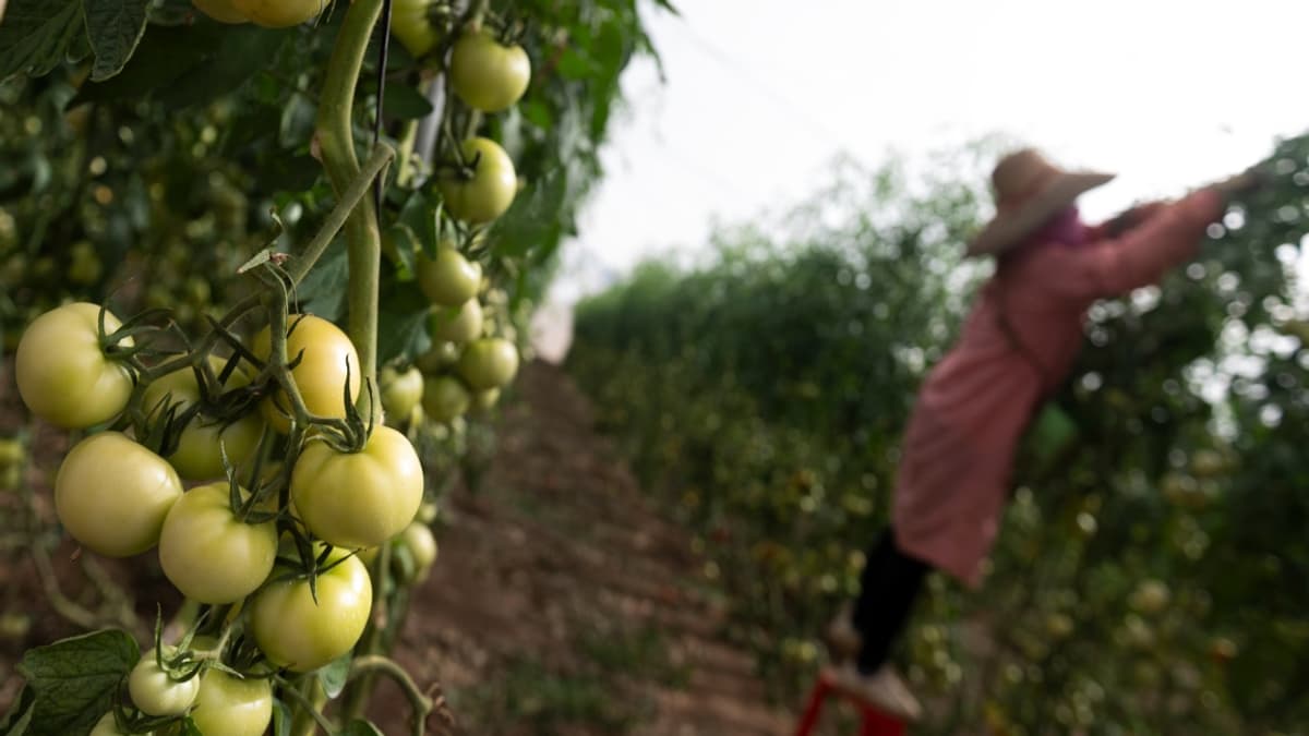 Les juteuses tomates affichées sur les emballages proviennent des serres de "la mer de plastique" en Andalousie qui s'étend sur des dizaines de milliers d'hectares, que les industriels préfèrent appeler "le potager de l'Europe". Les juteuses tomates affichées sur les emballages proviennent des serres de "la mer de plastique" en Andalousie qui s'étend sur des dizaines de milliers d'hectares, que les industriels préfèrent appeler "le potager de l'Europe".