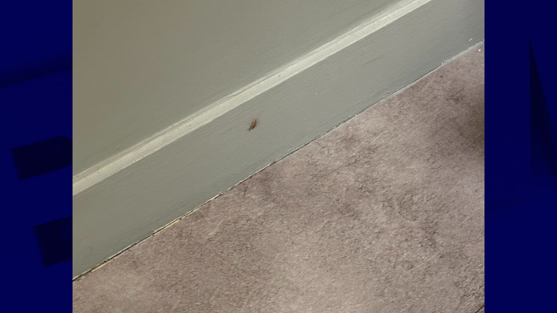 Un cafard dans le Airbnb loué par Camille Un cafard dans le Airbnb loué par Camille