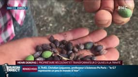 "Les choses ont commencé à se gâter quand les températures ont monté", ce producteur d’olives estime à 50% ses pertes suite à la canicule