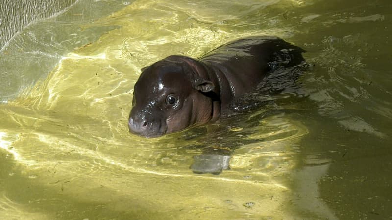 Le mini hippopotame du zoo de Berlin, qui n'a pas encore de nom, en train de nager.