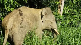 Un éléphant de Borneo le 25 juillet 2020.