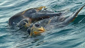 Des tortues Golfina, espèce menacée. (illustration)