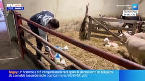 Salon de l'agriculture: un jeune éleveur de l'Isère en lice pour les Ovinpiades