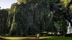 Cet hêtre pleureur a été élu plus bel arbre de l'année.