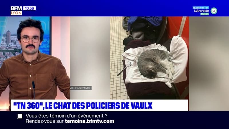 "TN 360", le chat des policiers de Vaulx-en-Velin