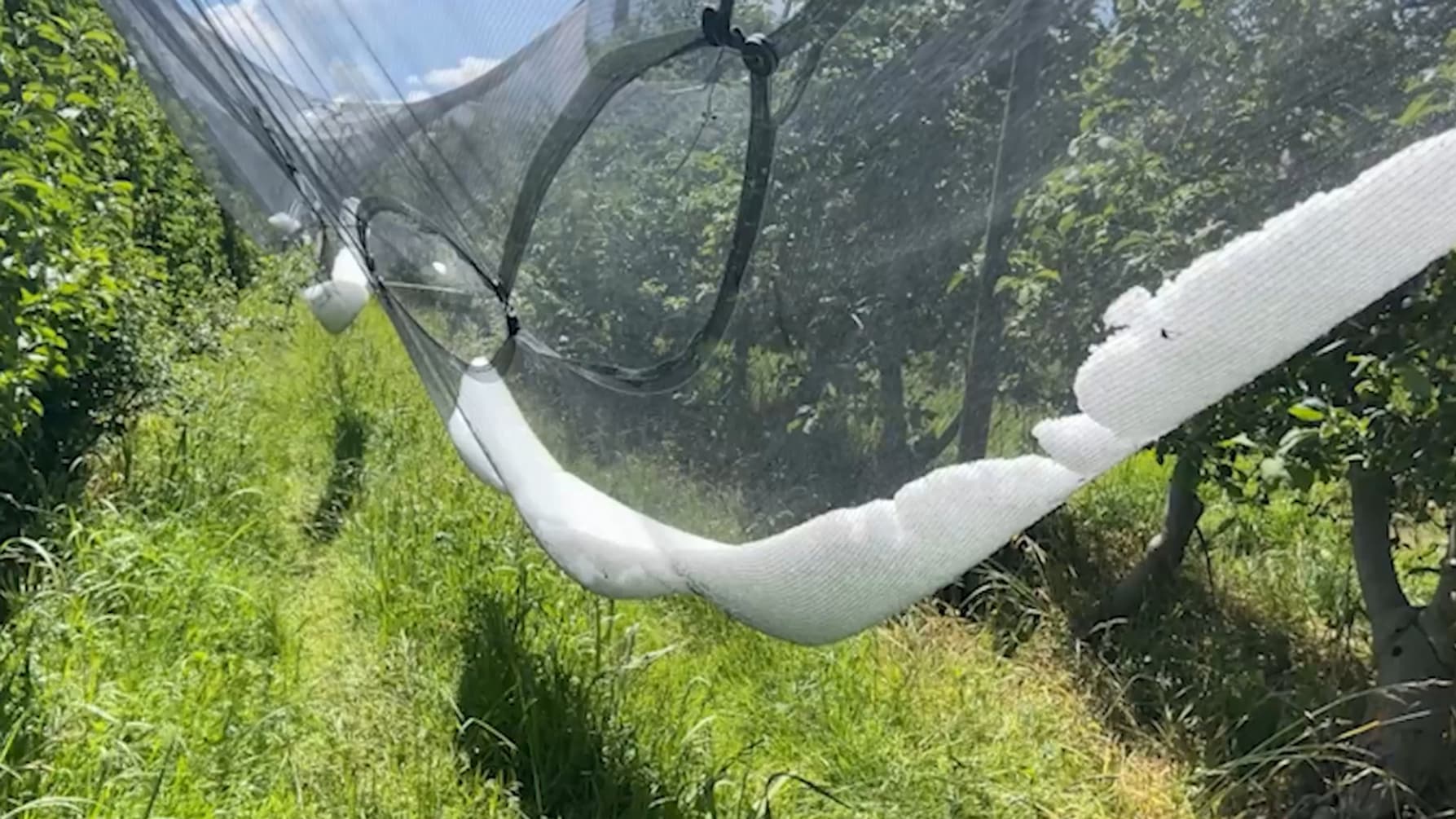Des filets encombrés de grêlons dans une exploitation de Villeneuve (Alpes-de-Haute-Provence), touchée par un épisode de grêle le samedi 1er juin 2024.