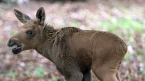 Un jeune élan dans un parc animalier à proximité de Francfort, en Allemagne, en juin 2013. (photo d'illustration)