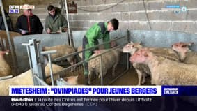 Bas-Rhin: deux bergers alsaciens qualifiés pour participer aux "Ovinpiades" du Salon de l'agriculteur