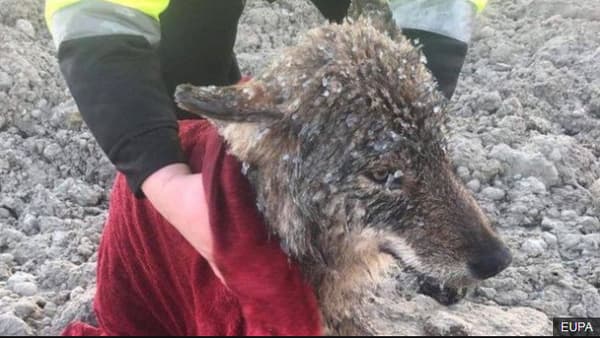 Le loup était pris au piège dans de l'eau gelée. Le loup était pris au piège dans de l'eau gelée.