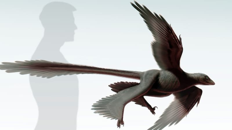Une image du Changyuraptor yangi, un dinosaure à plumes d'1,30m.