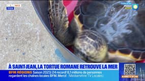 Saint-Jean: la tortue Romane a retrouvé la mer 