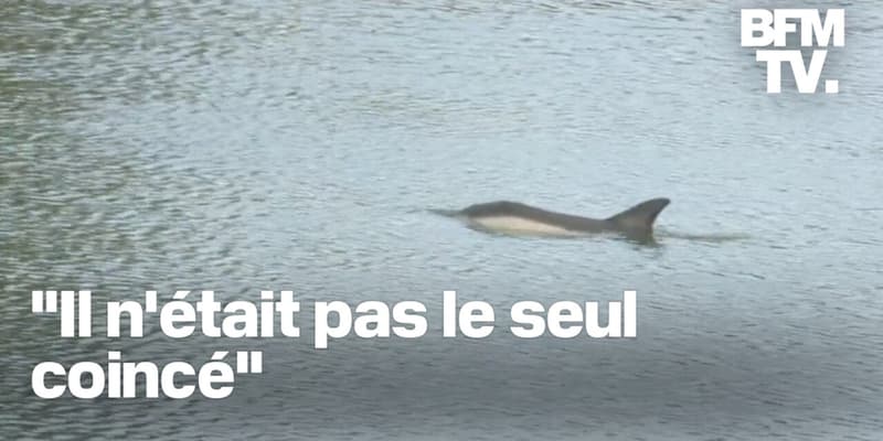 Bretagne: un dauphin se retrouve bloqué dans le port de Saint-Goustan