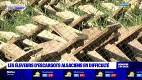 Alsace: les éleveurs d'escargots en difficulté avec les fortes chaleurs