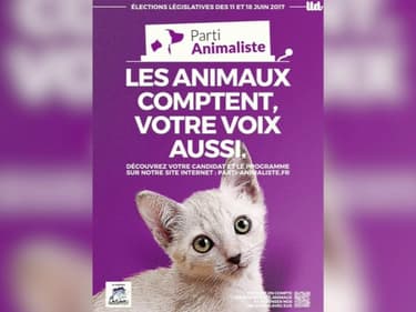Européennes: comment expliquer l'engouement pour le parti animaliste ?